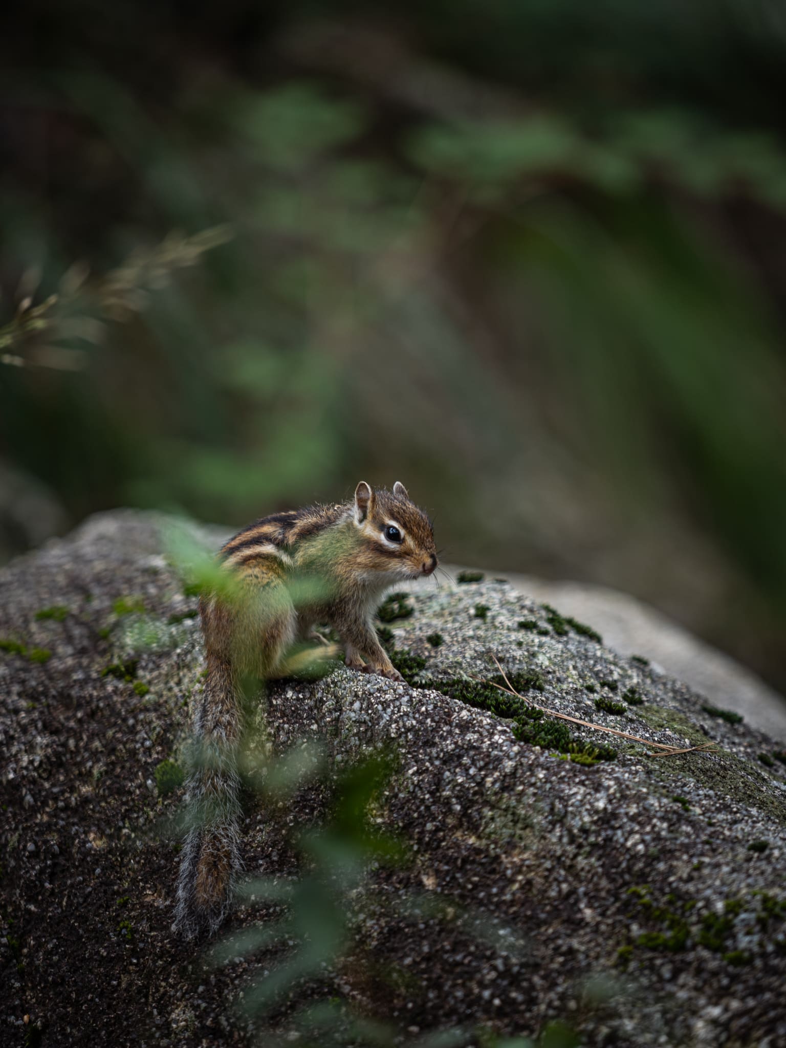 joli petit écureuil