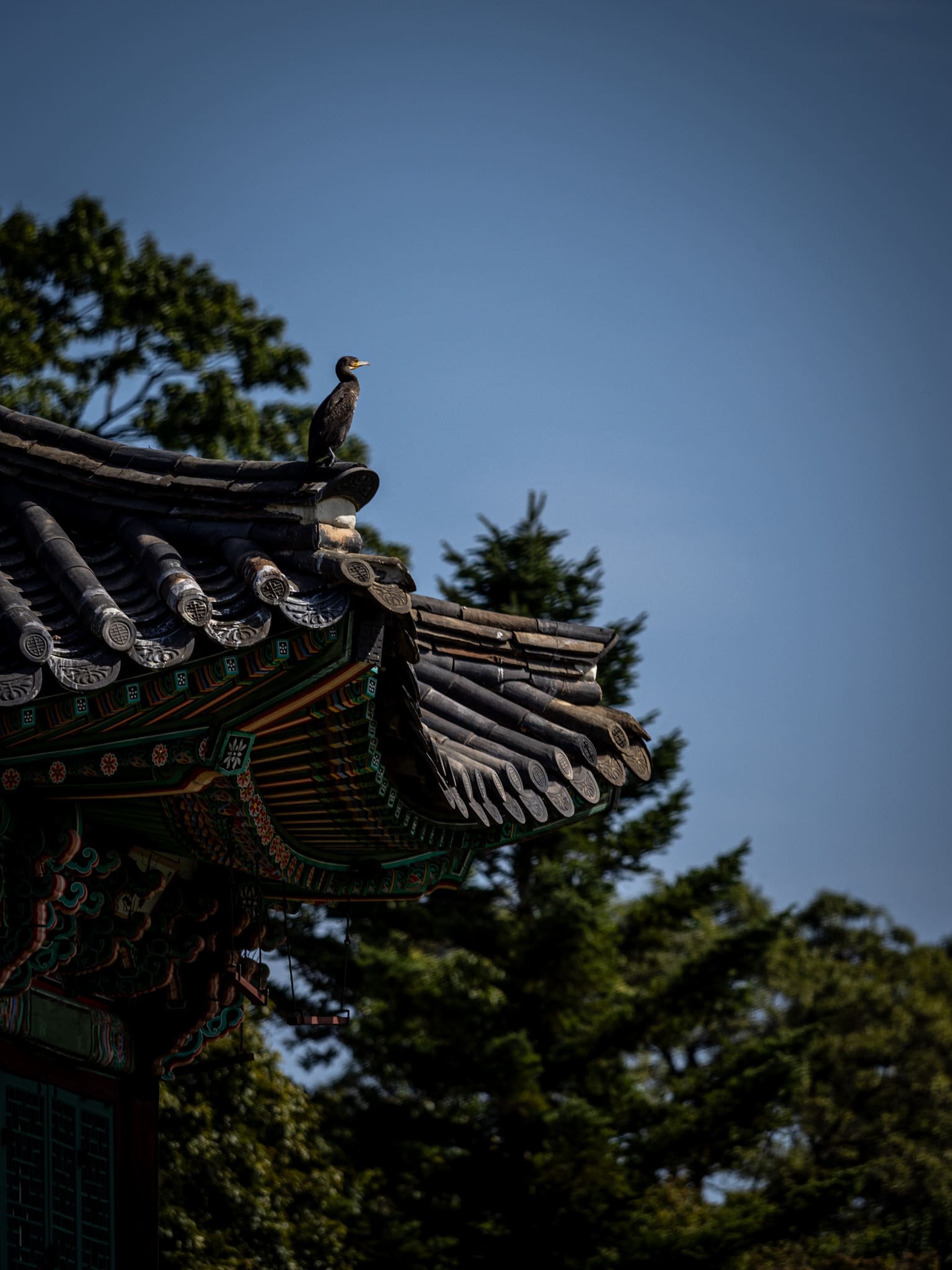 Cormoran, Gyeongbokgung