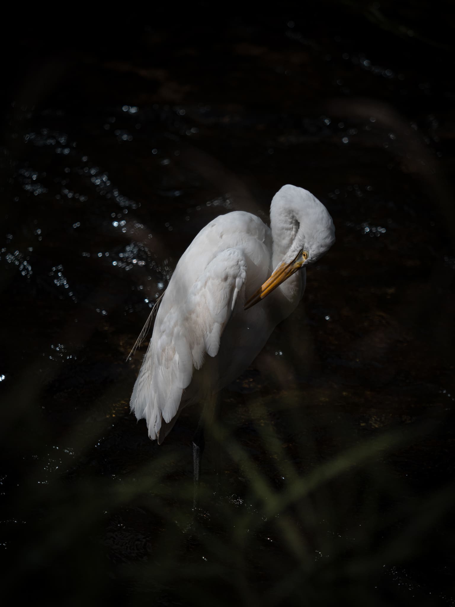 Aigrette, Cheonggyecheon