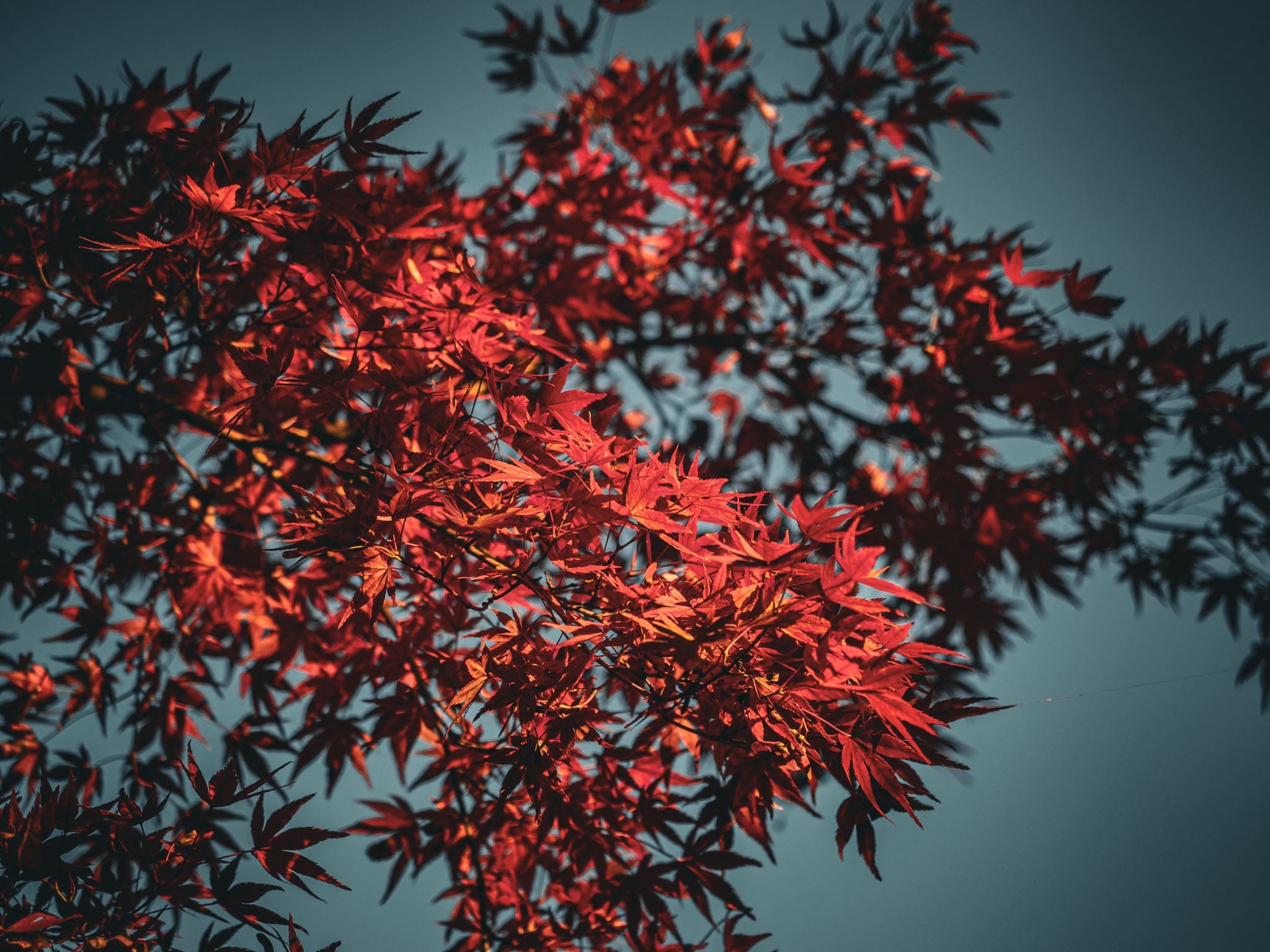 feuilles aux couleurs d'automne