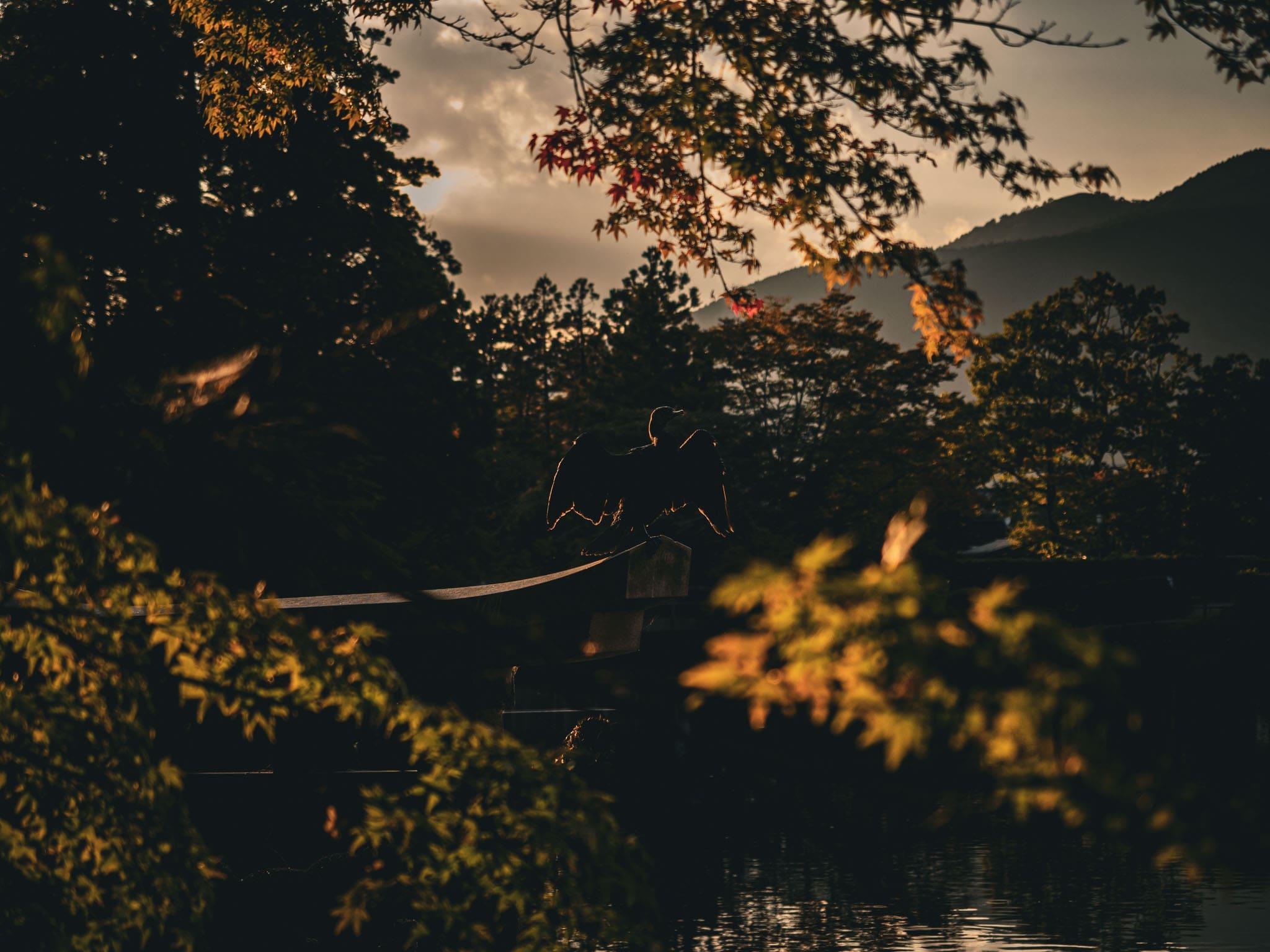 cormoran aux dernières lueurs du soleil