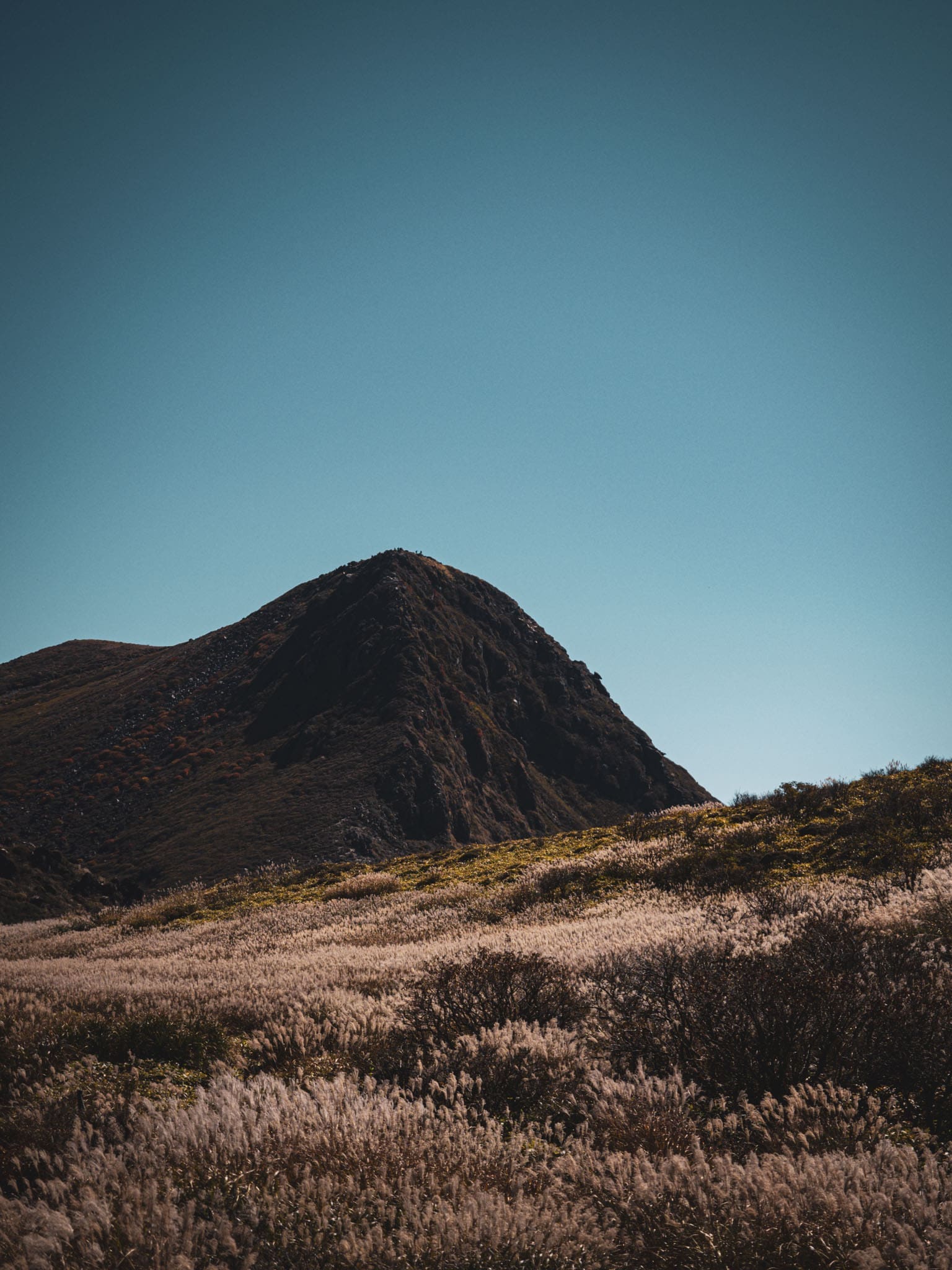Champs de roseaux-plumes