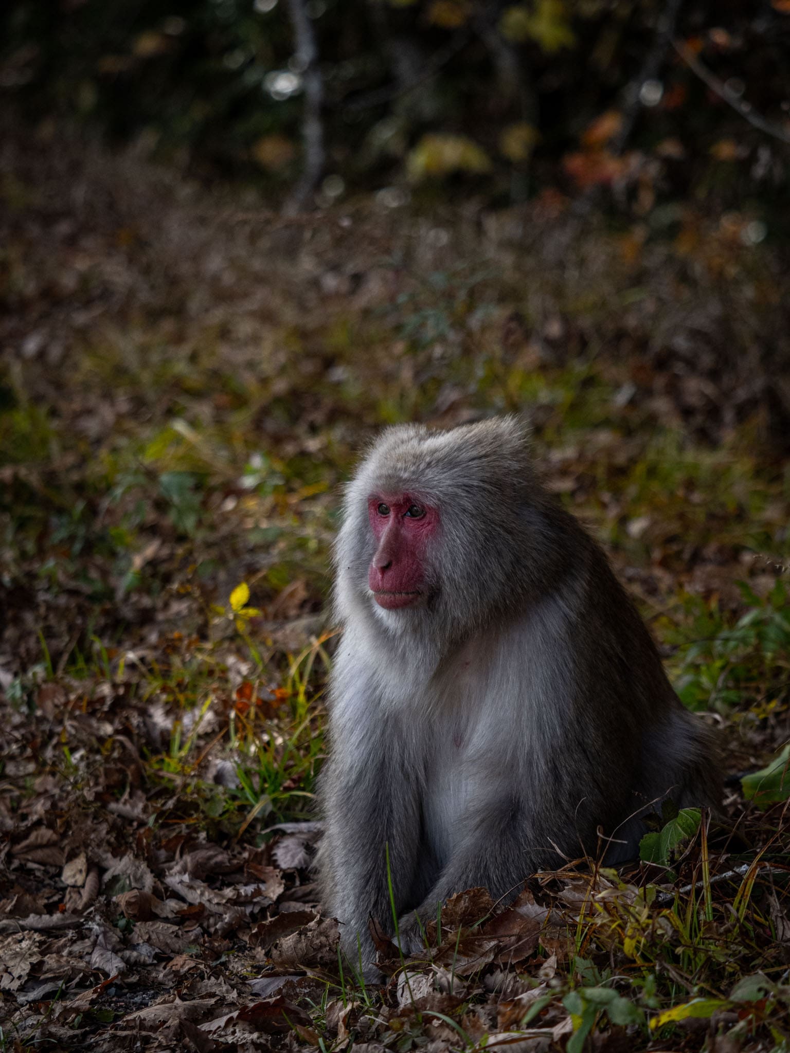 macaque japonais