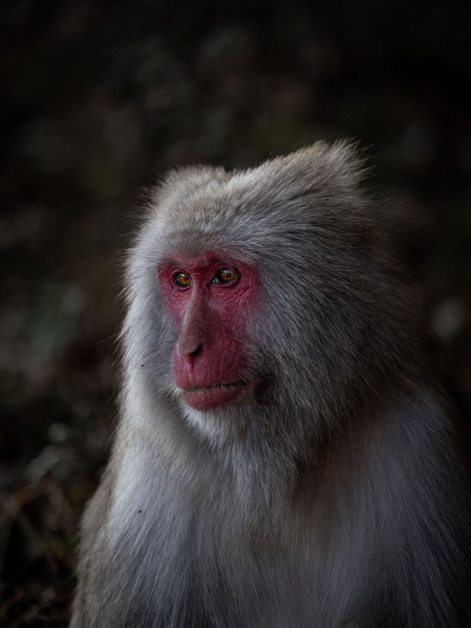 macaque japonais