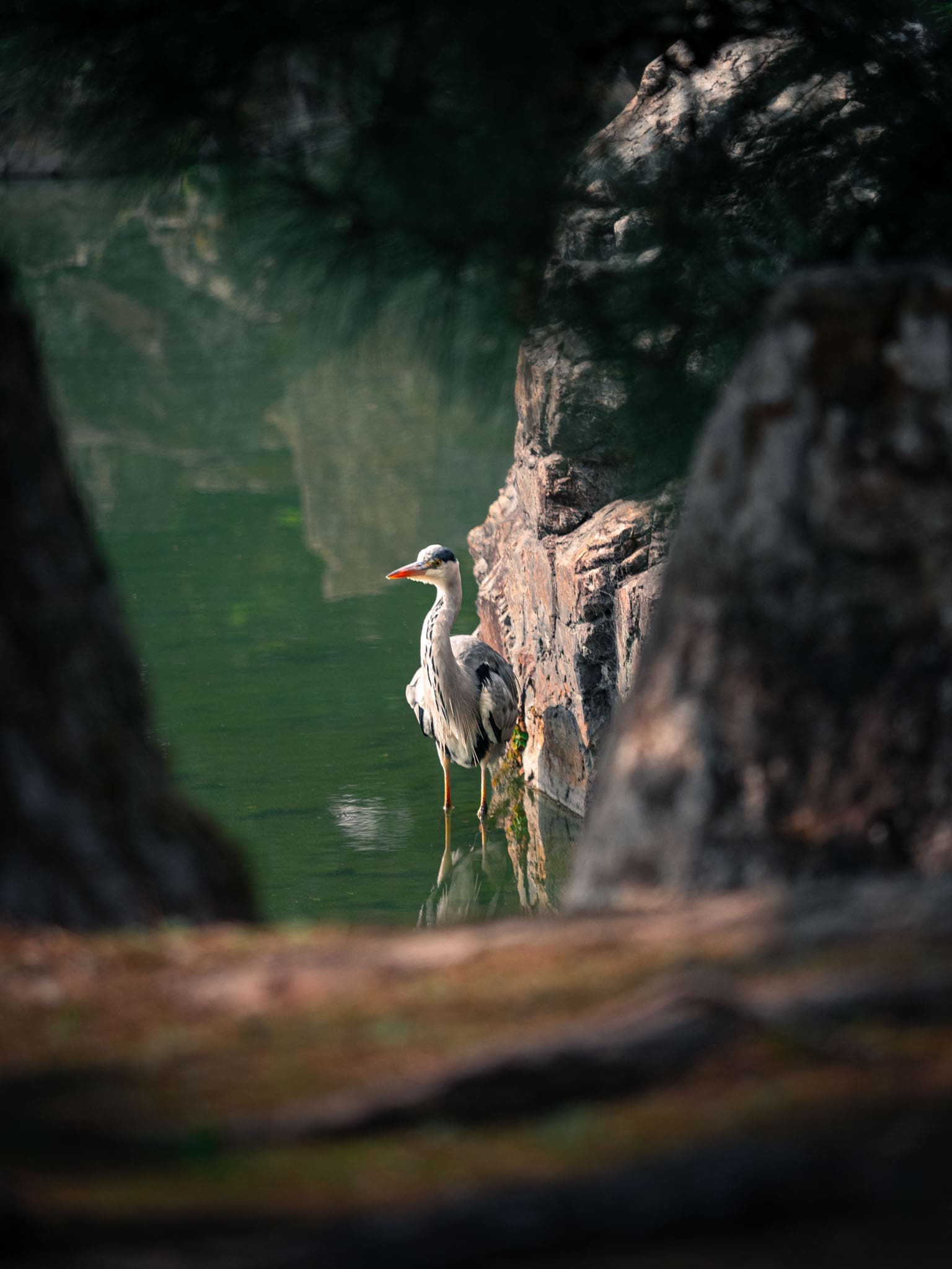 grue japonaise dans le jardin du palais impérial de Kyoto
