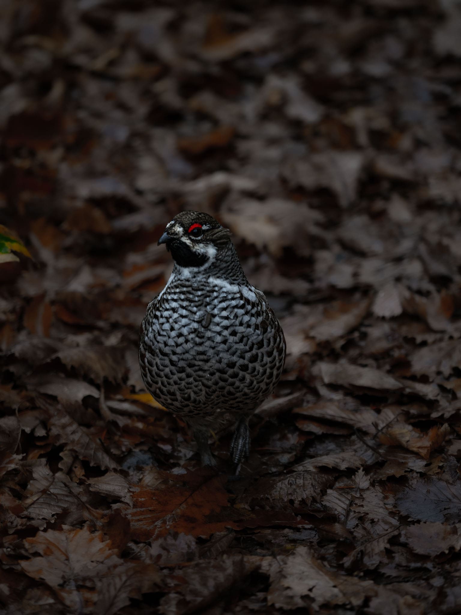 Gélinotte des bois, Hokkaidō