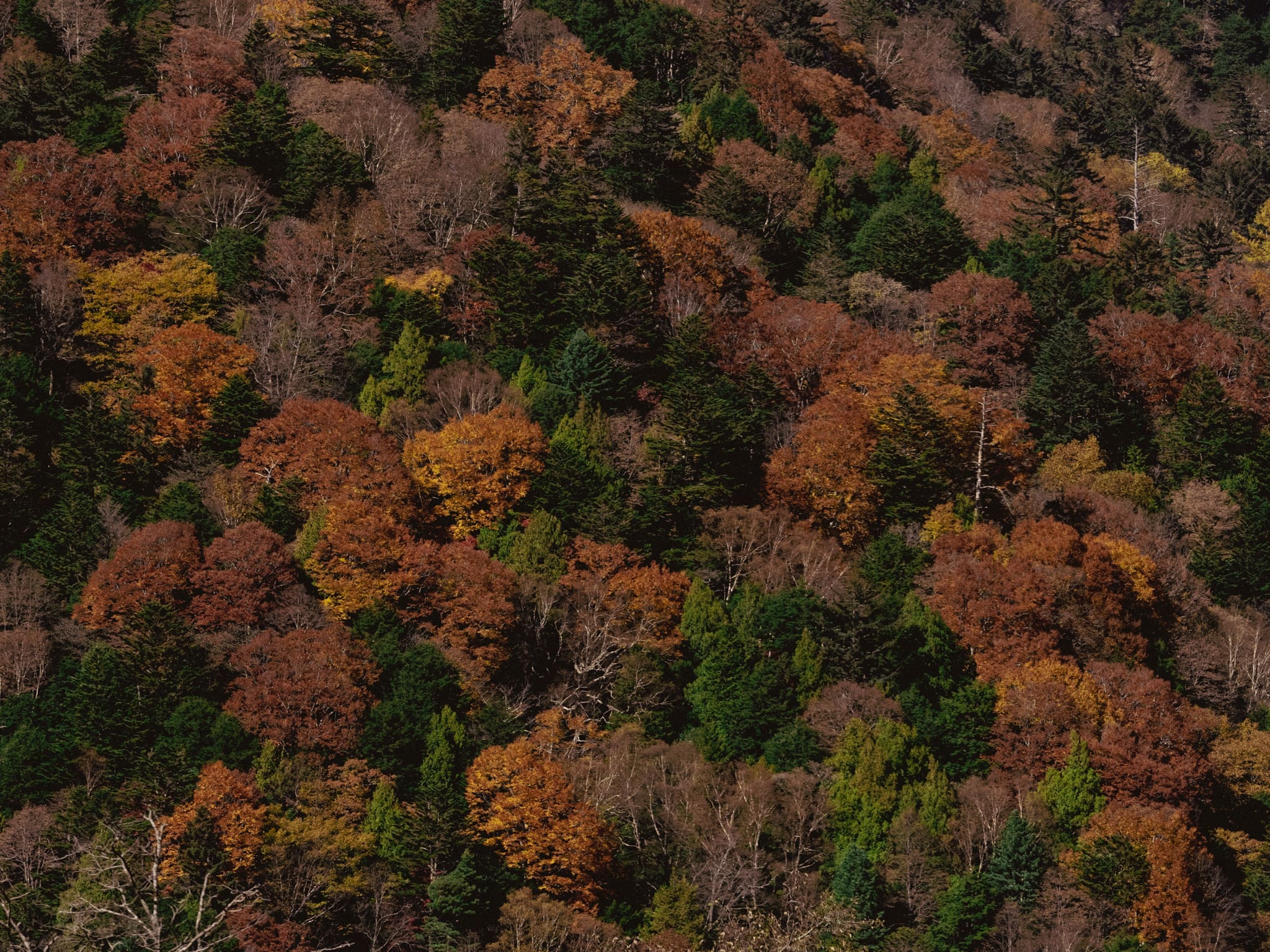 Couleurs d'automne, Kamikochi