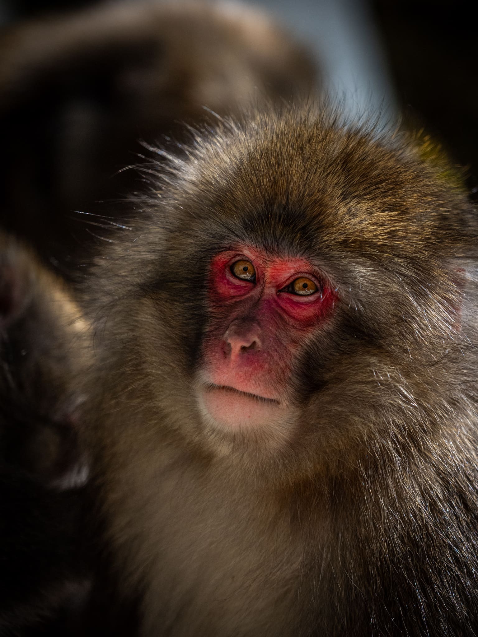 macaque japonais juvénile
