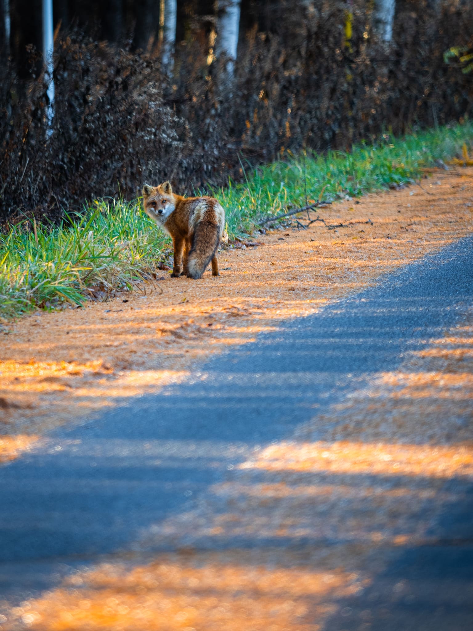 renard en bord de route à Hokkaidō